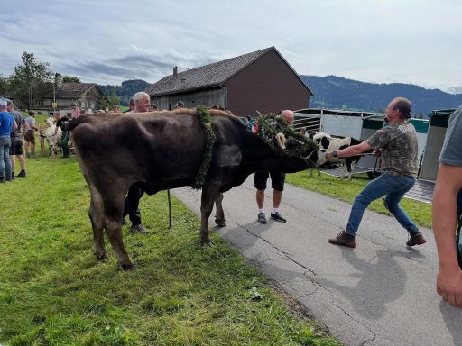 Almabtrieb in Lingenau (AT)