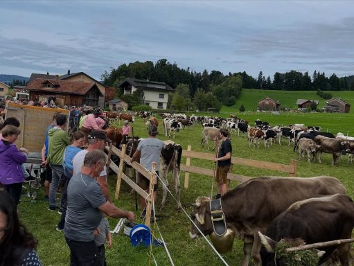 Almabtrieb in Lingenau (AT)