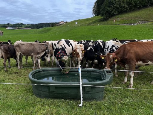 Almabtrieb in Lingenau (AT)